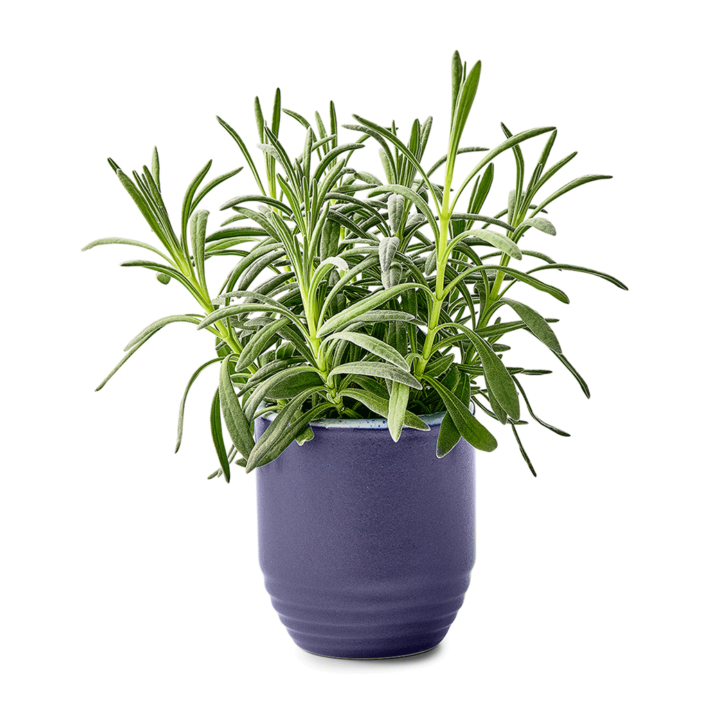 Modern Sprout Violet Hour/Lavender Garden Vibes Candle/Planter