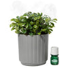 Lifelines Ribbed Grey Boxwood Plant Diffuser