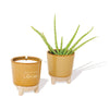 Modern Sprout Amber Desert Oasis with Aloe Seeds Glow & Grow Live Well Gift Set